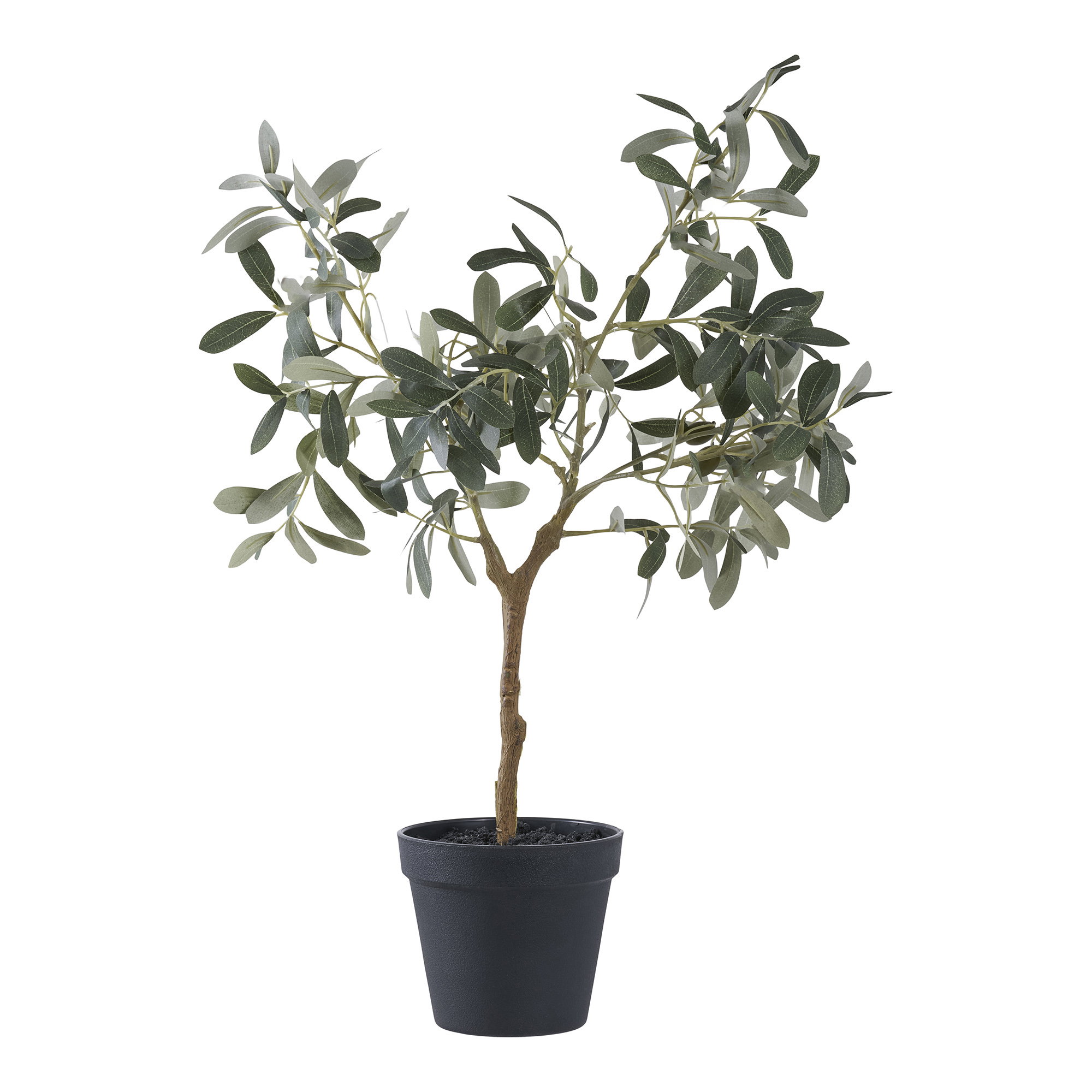 Olive Tree