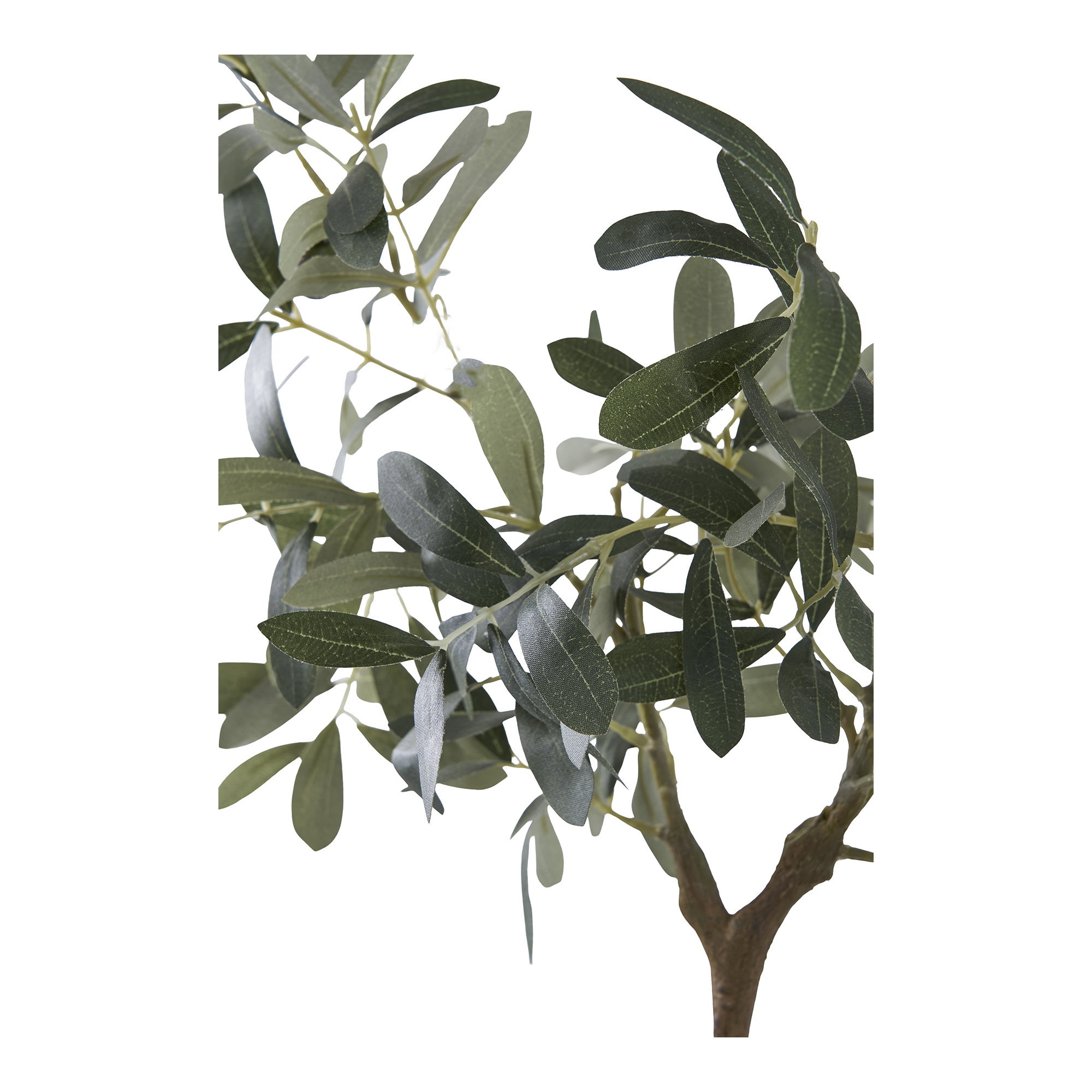 Olive Tree
