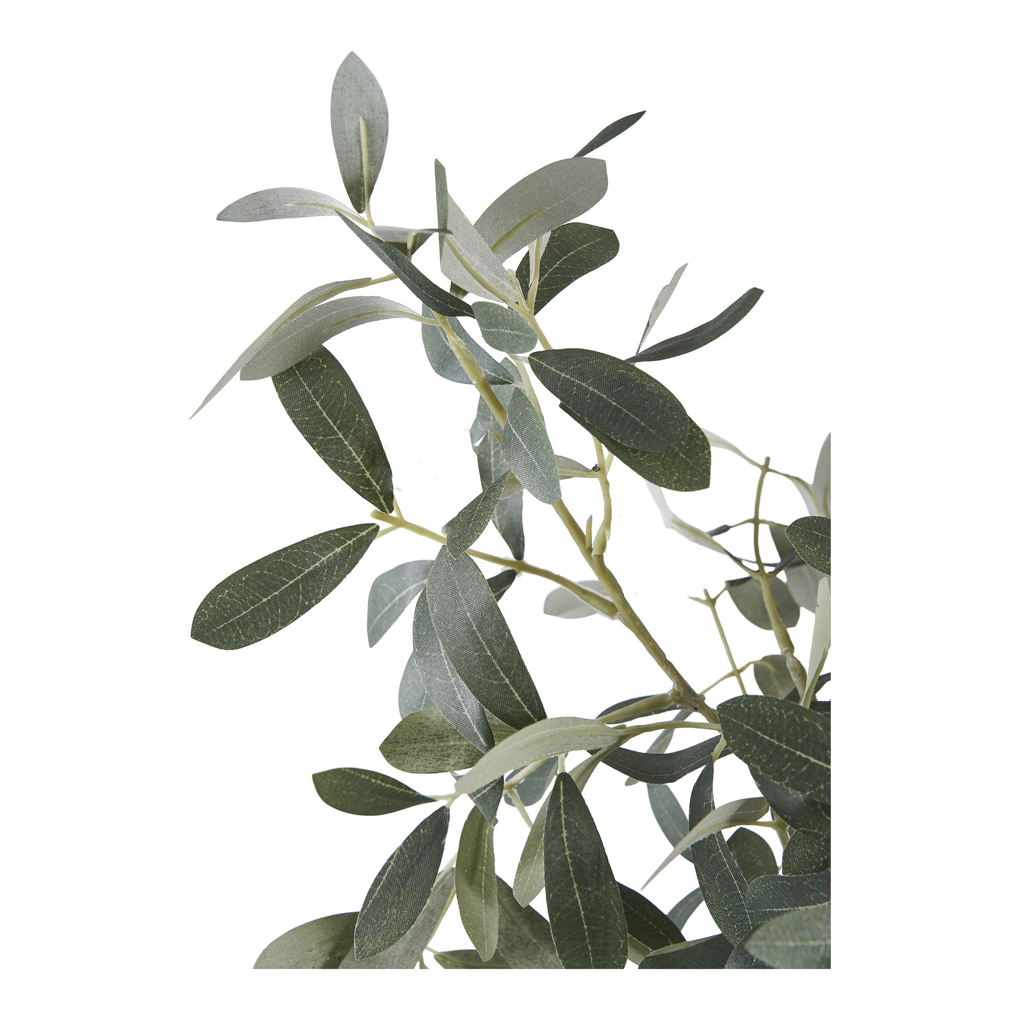 Olive Tree