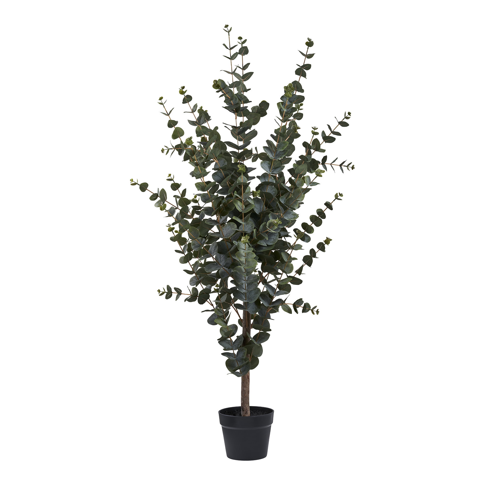 Eucalyptus Tree