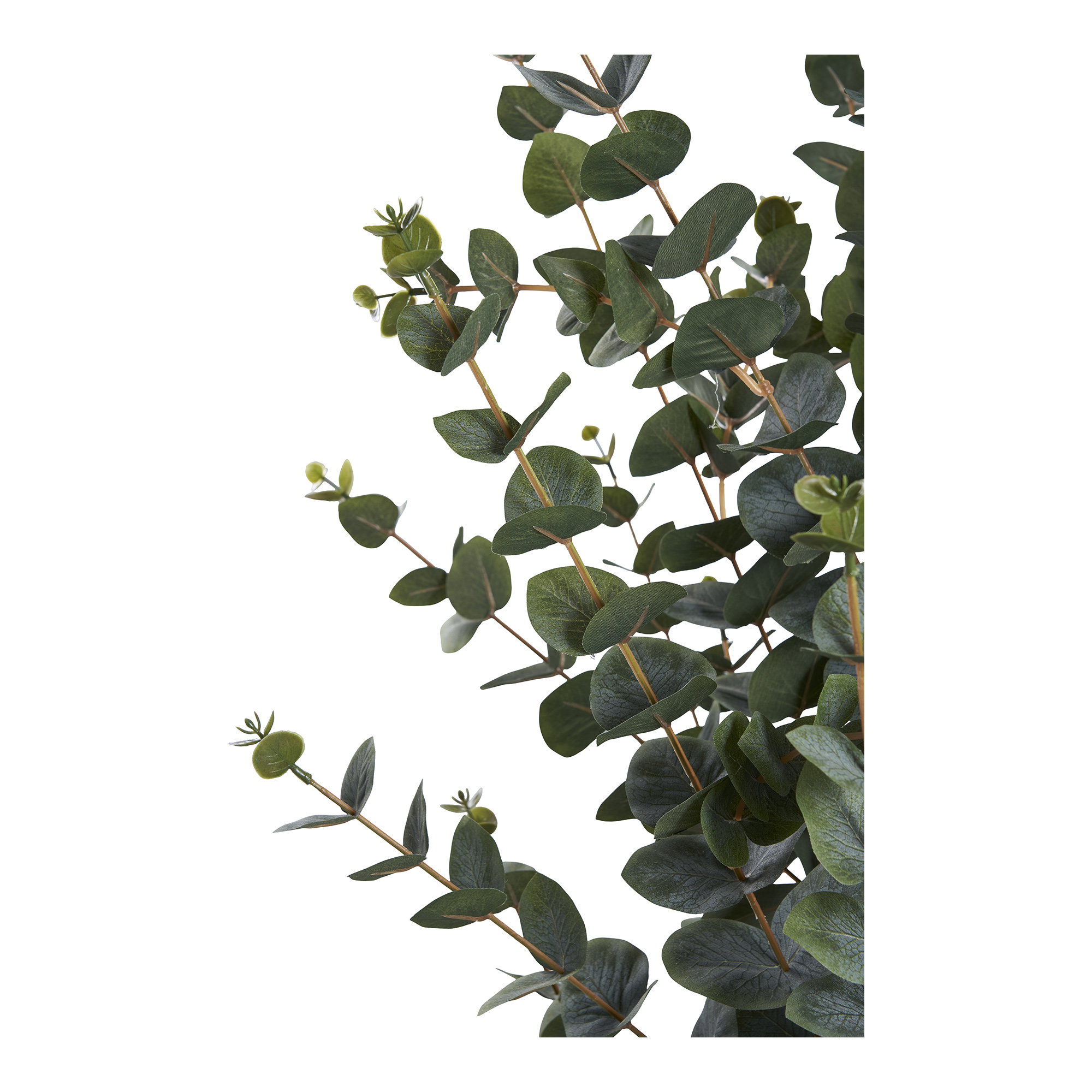 Eucalyptus Tree