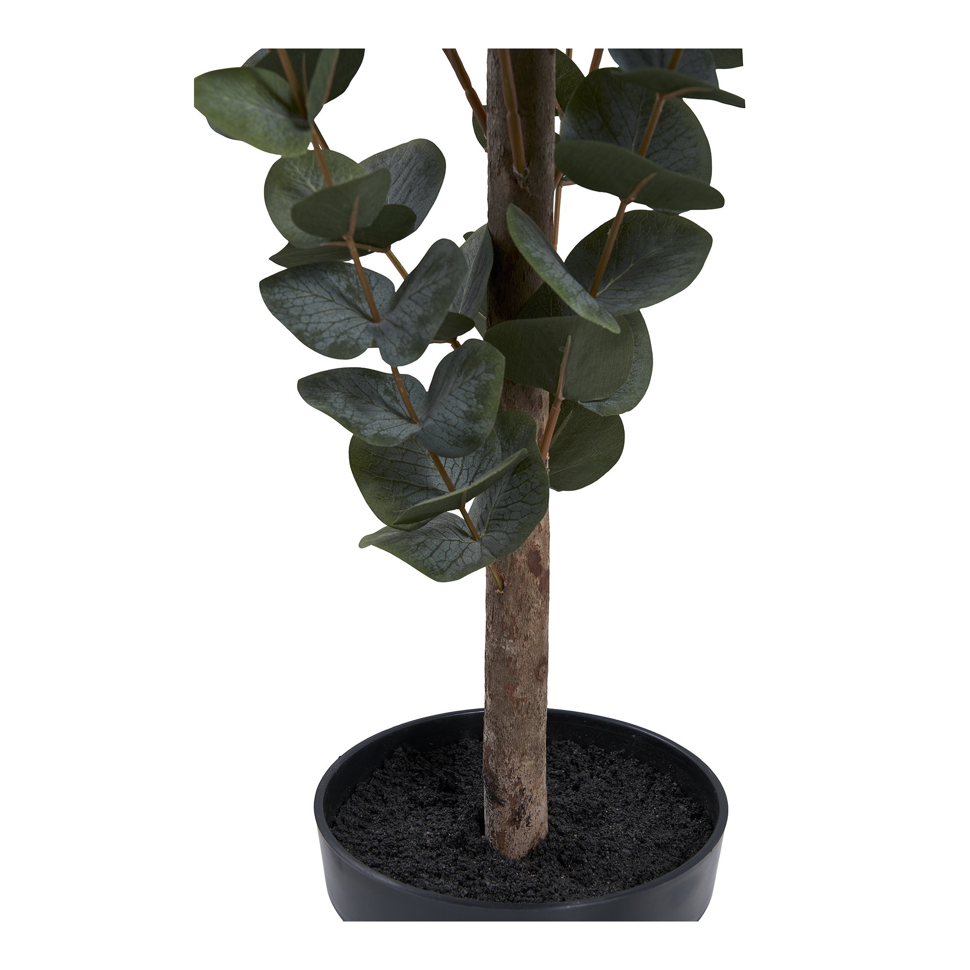Eucalyptus Tree