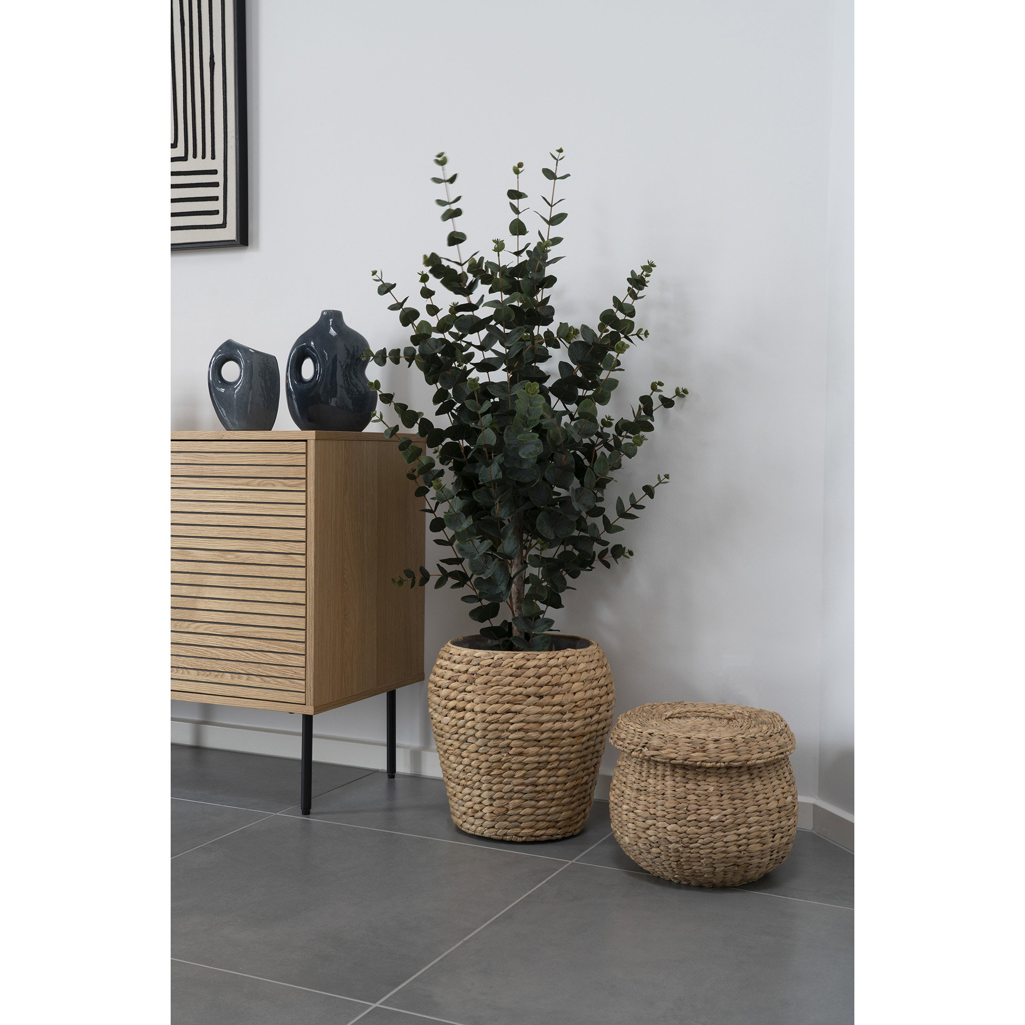 Eucalyptus Tree