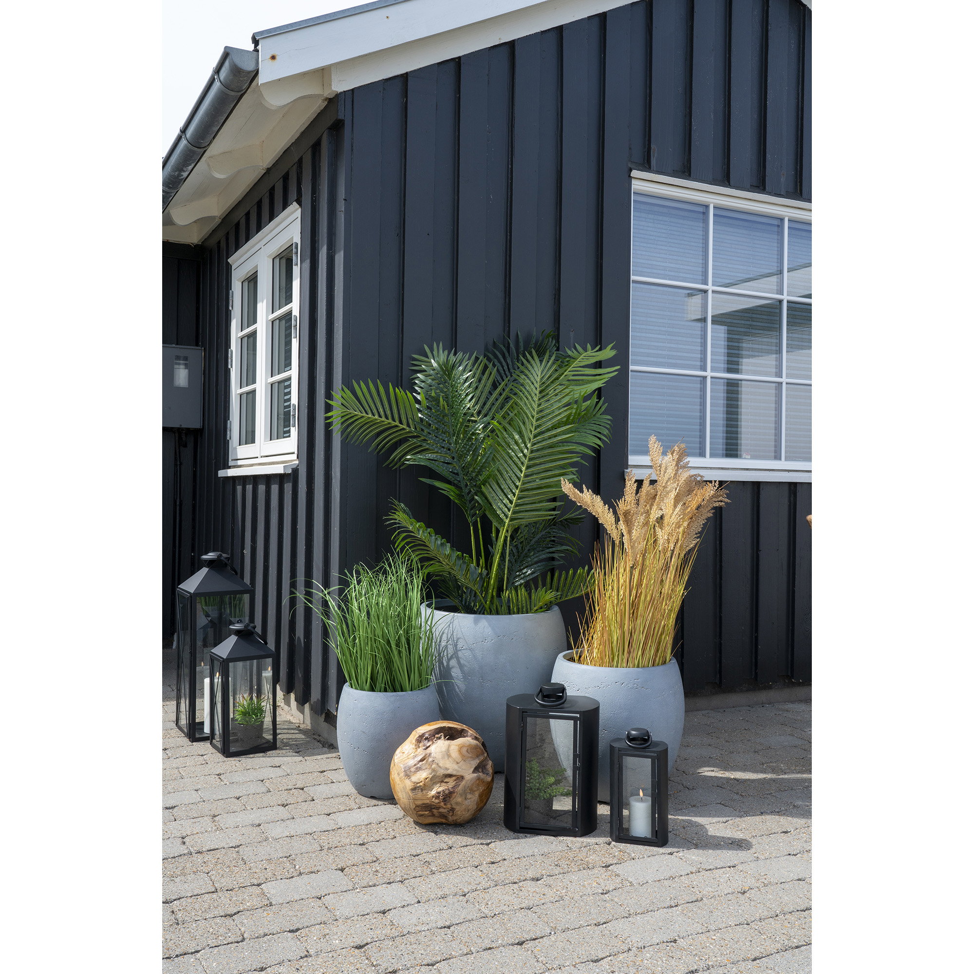Areca Palm