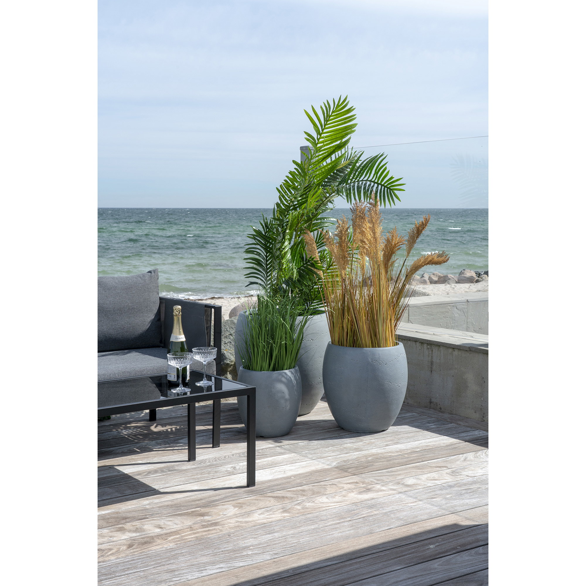 Areca Palm