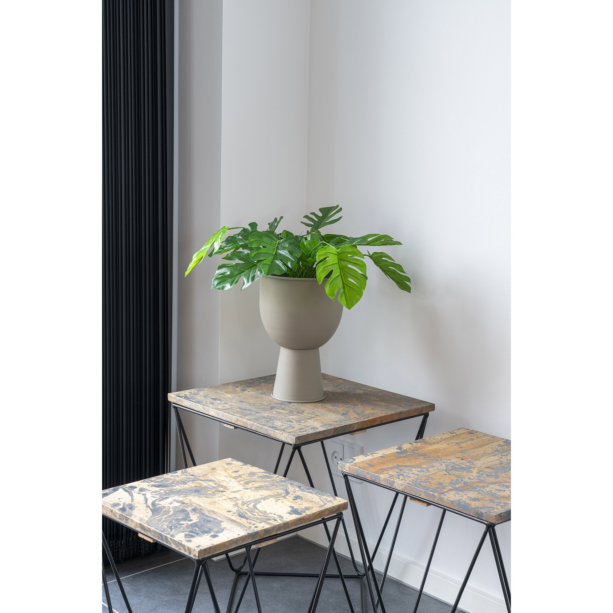 Monstera