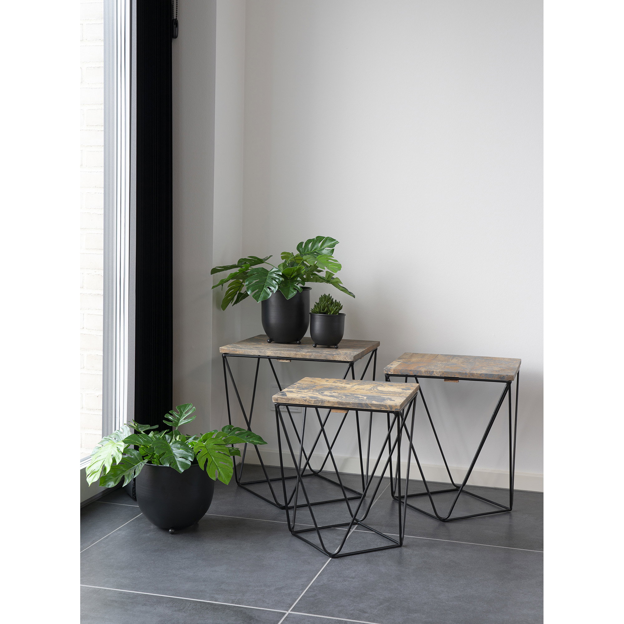 Monstera