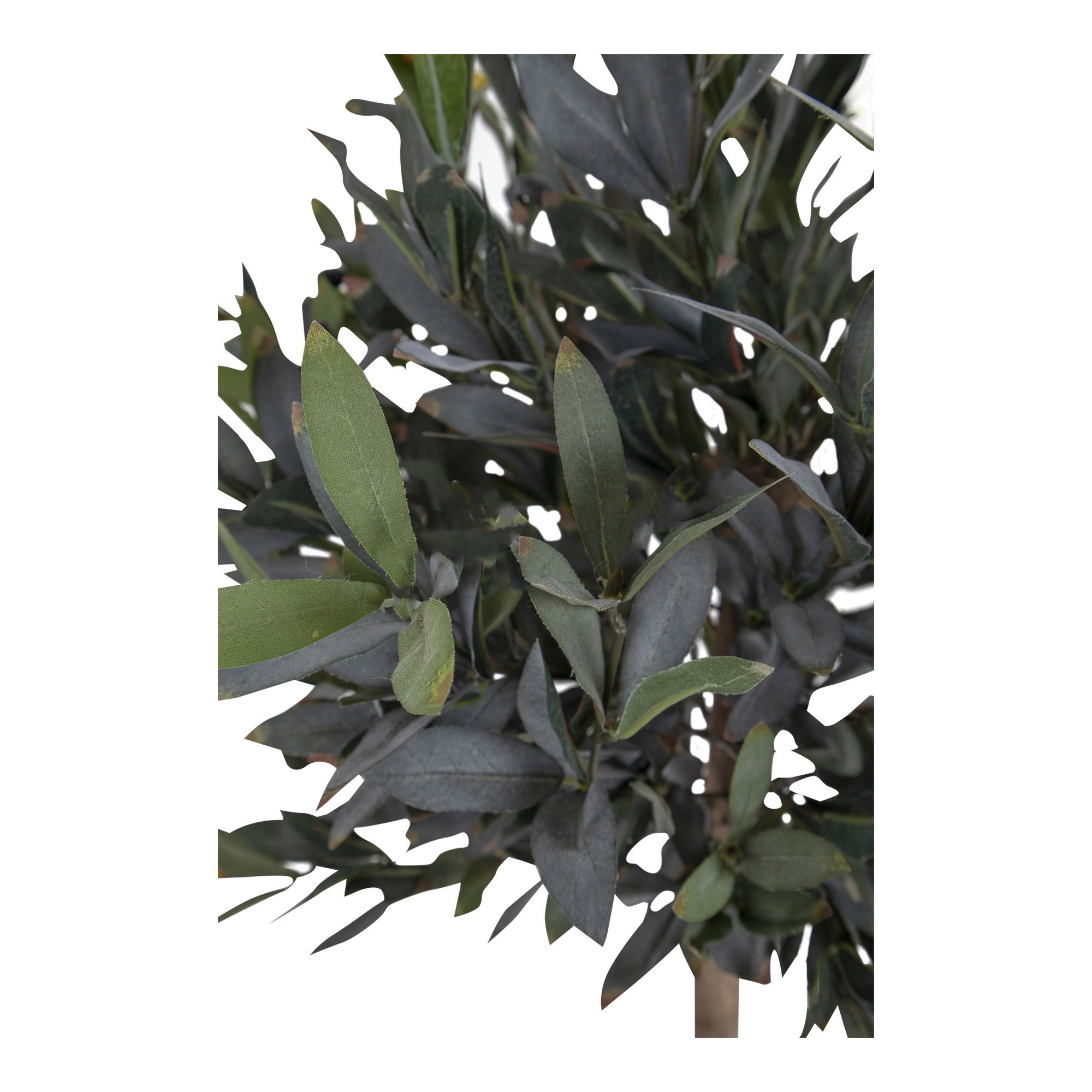 Olive Tree