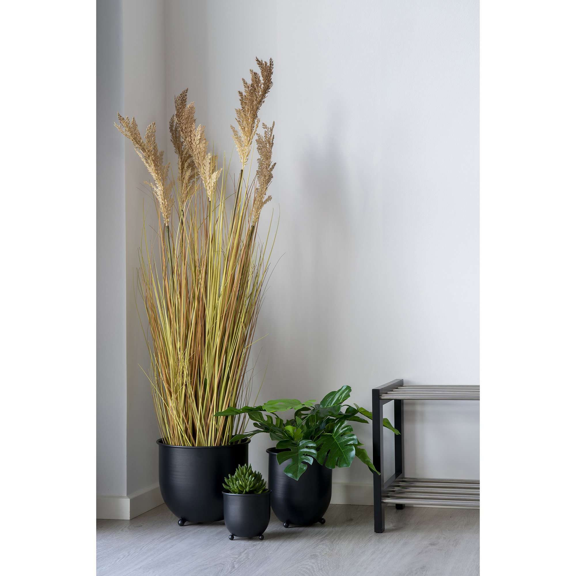Sorghum Grass