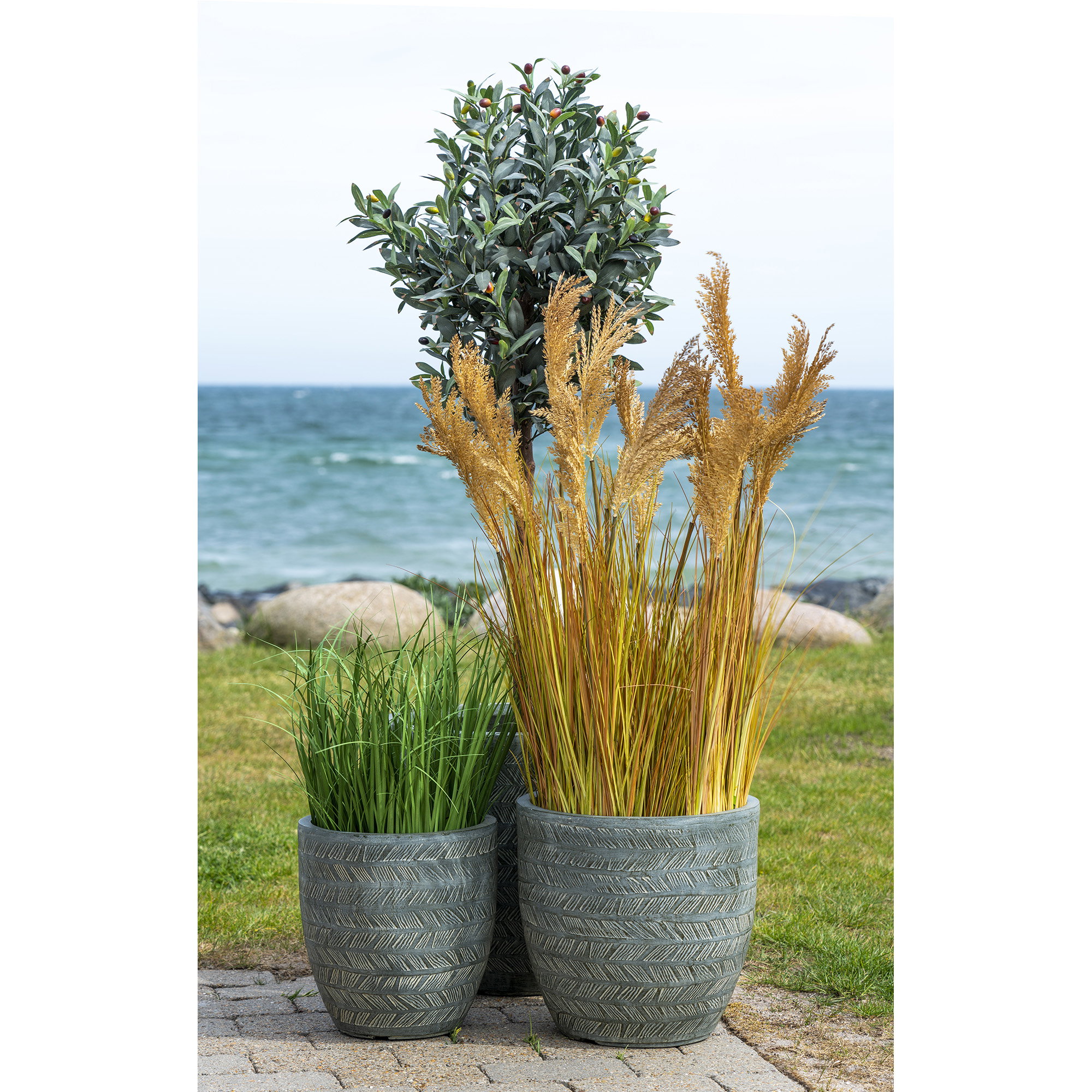 Sorghum Grass