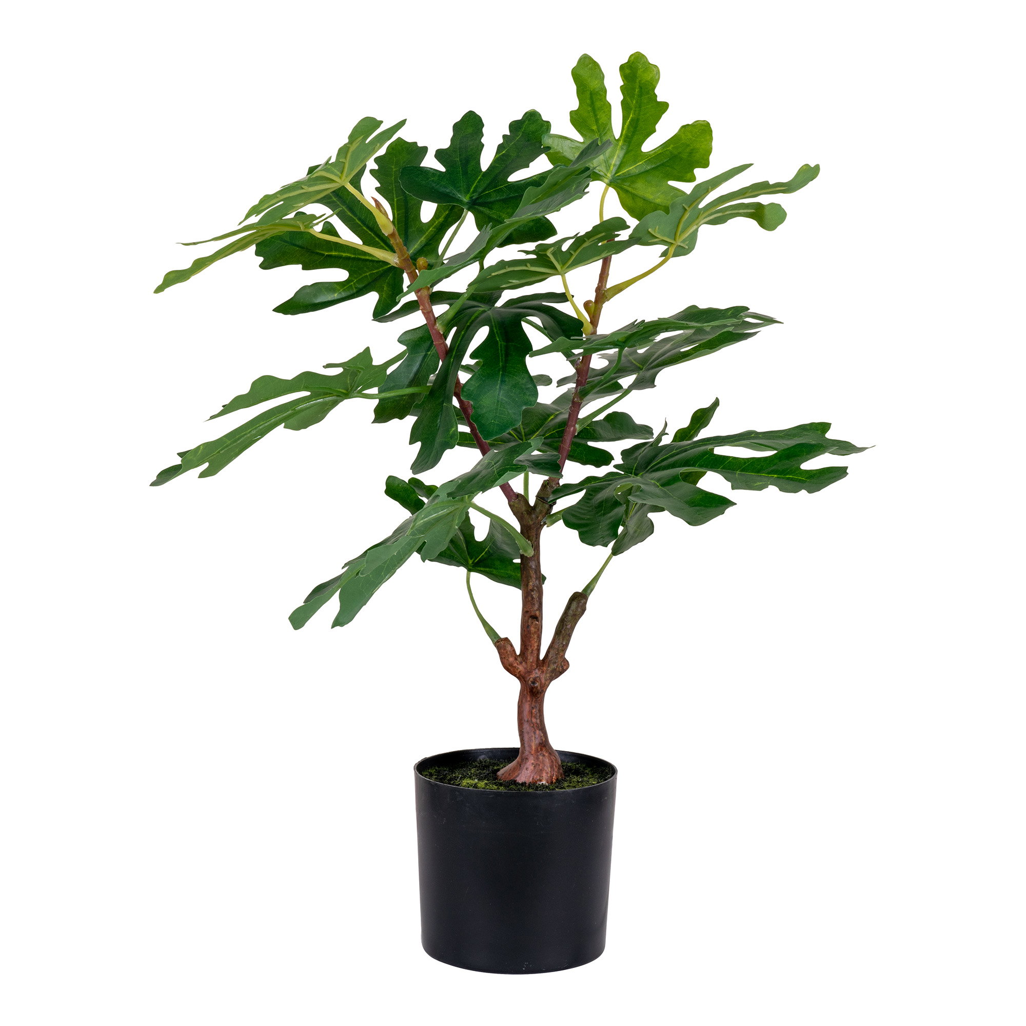 Fig Tree