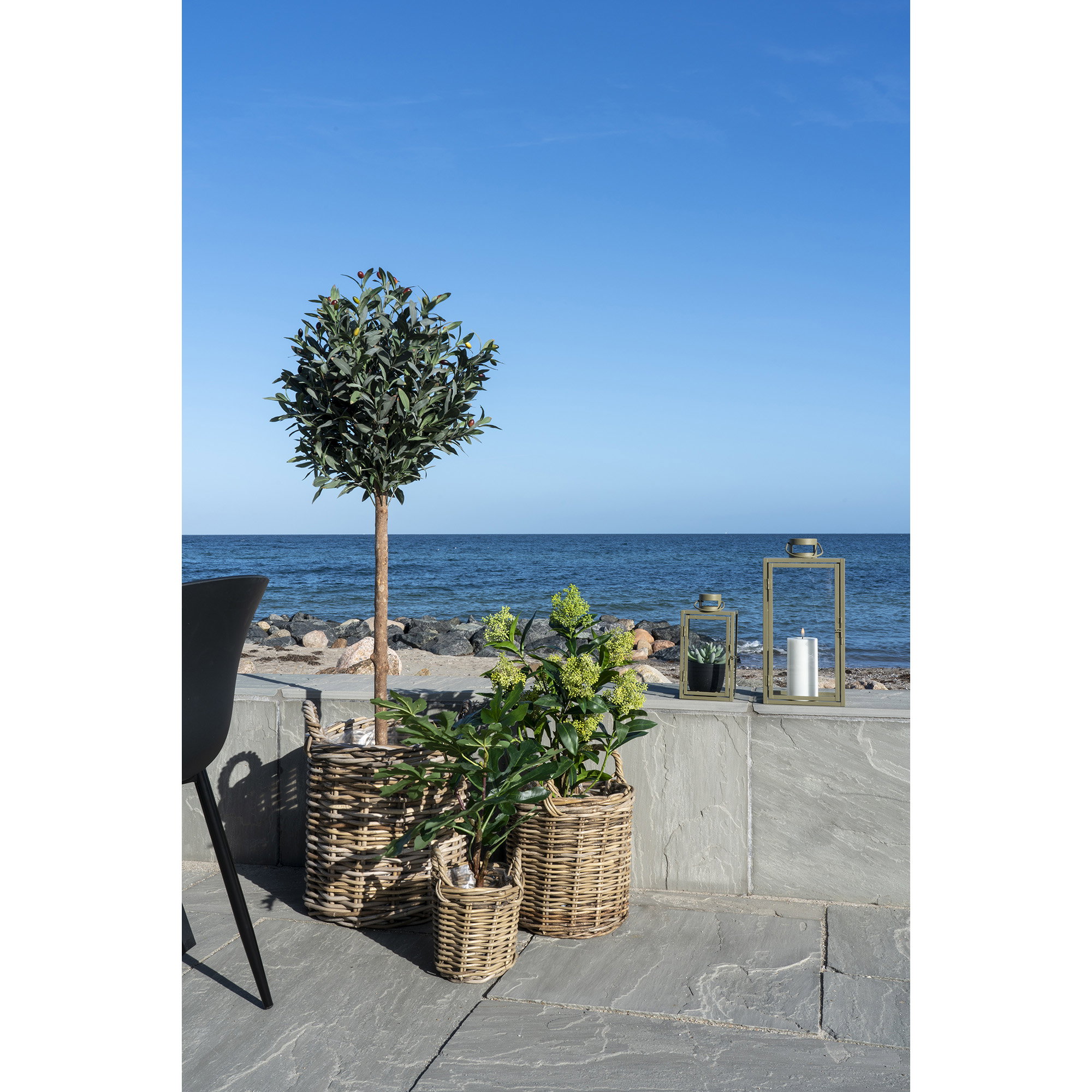Fig Tree