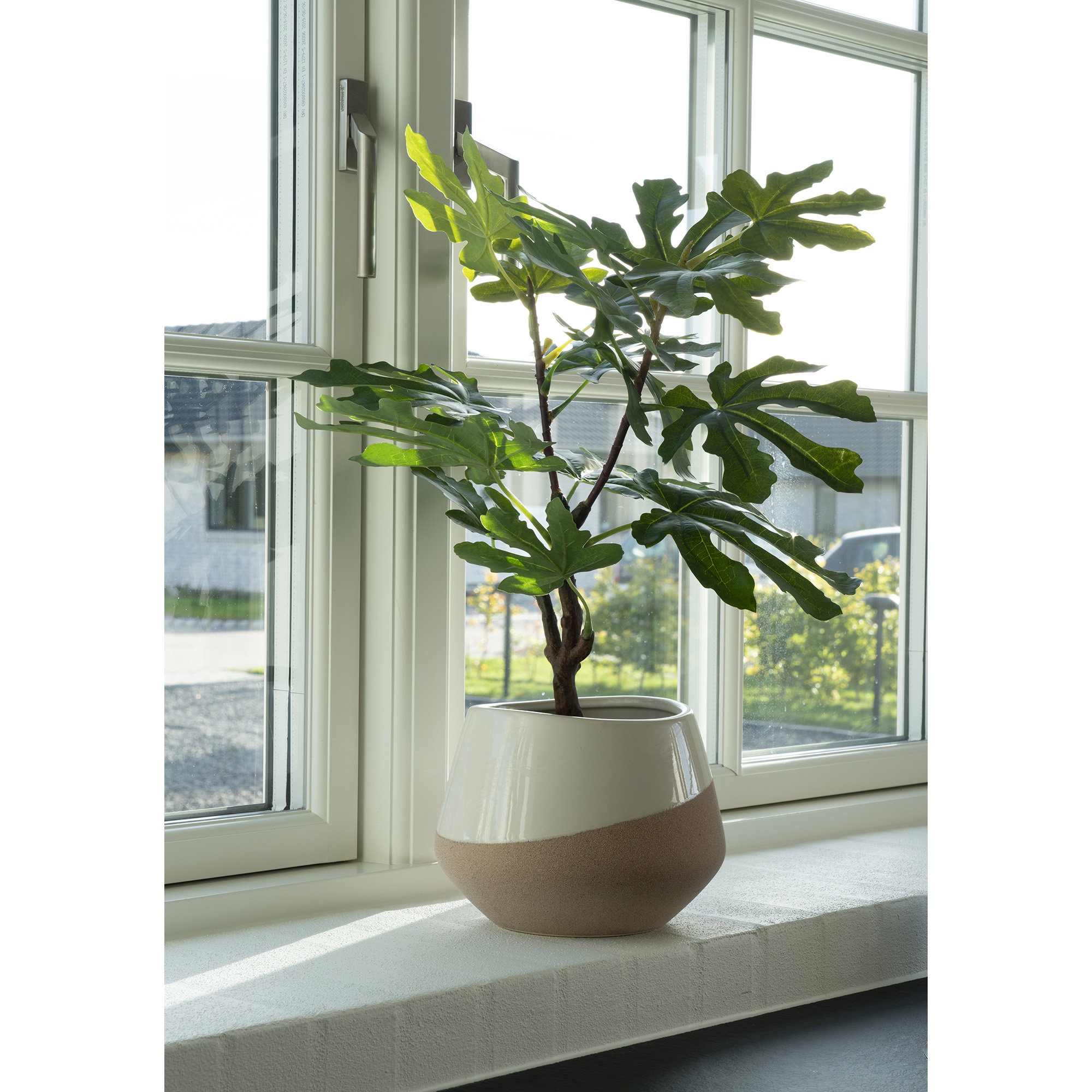 Fig Tree