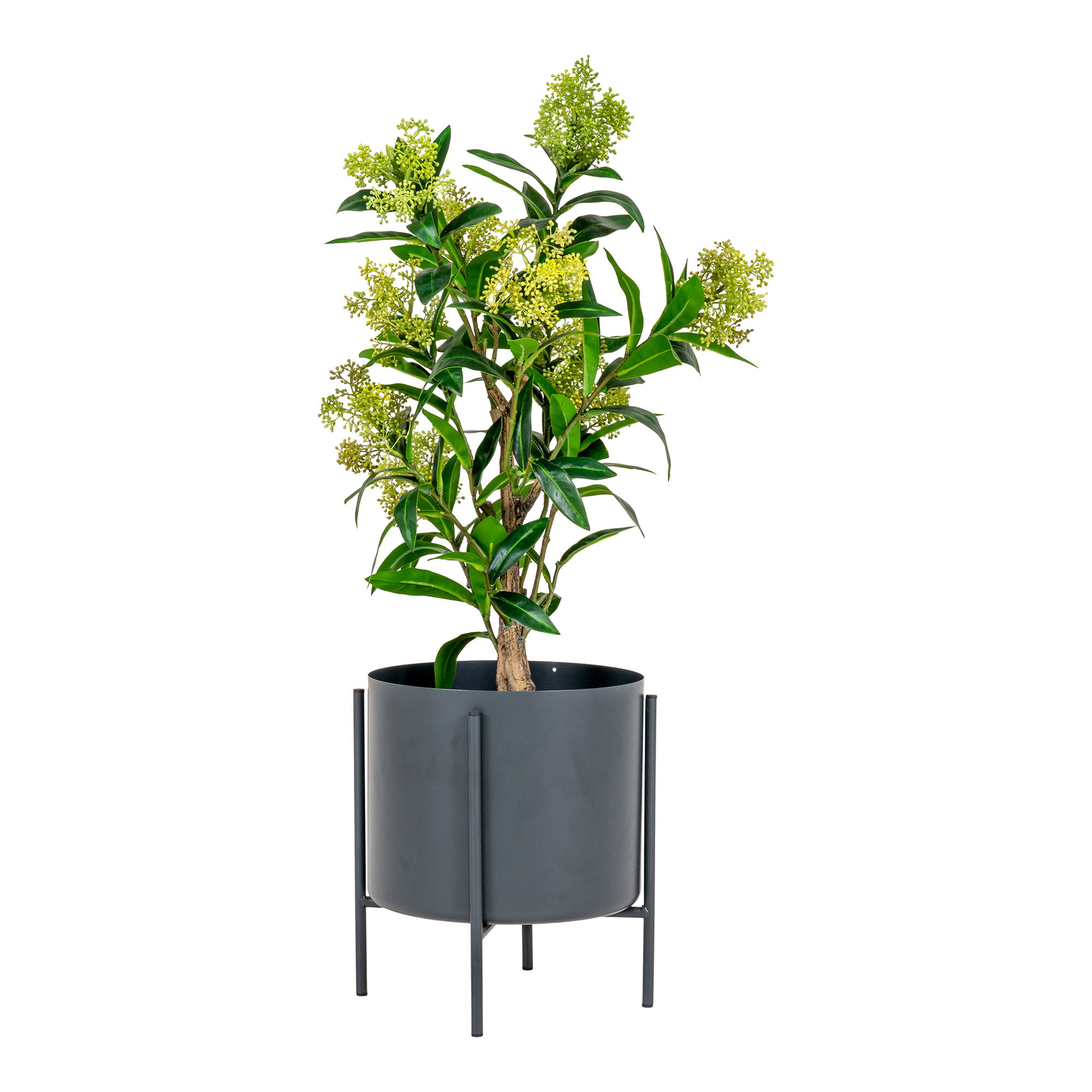 Skimmia Tree