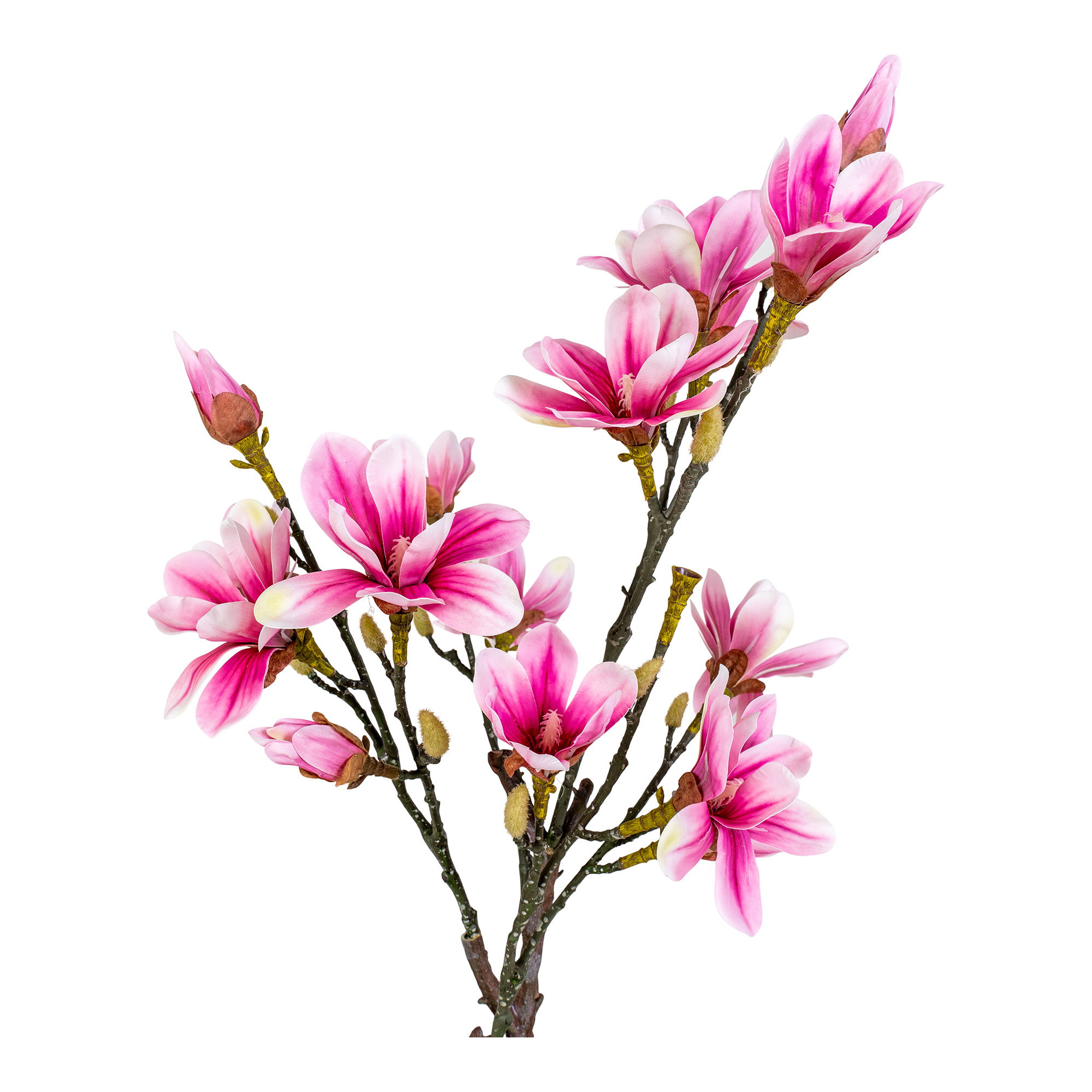 Magnolia Tree