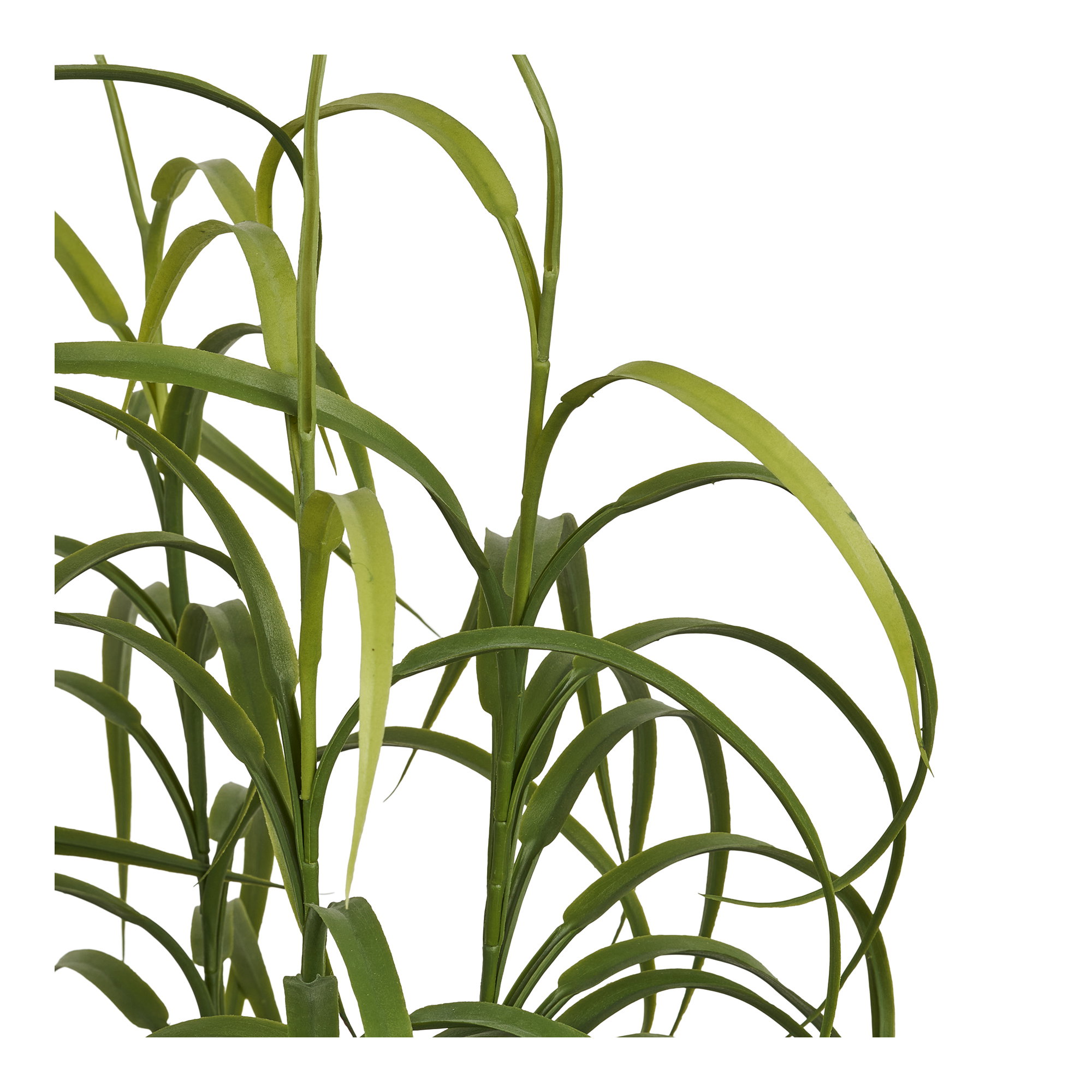 Grass Plant