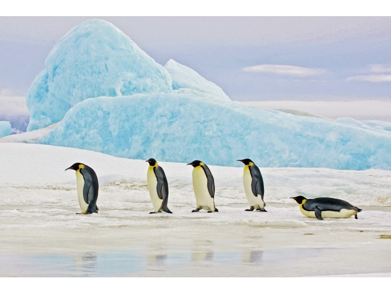 Obraz Penguins