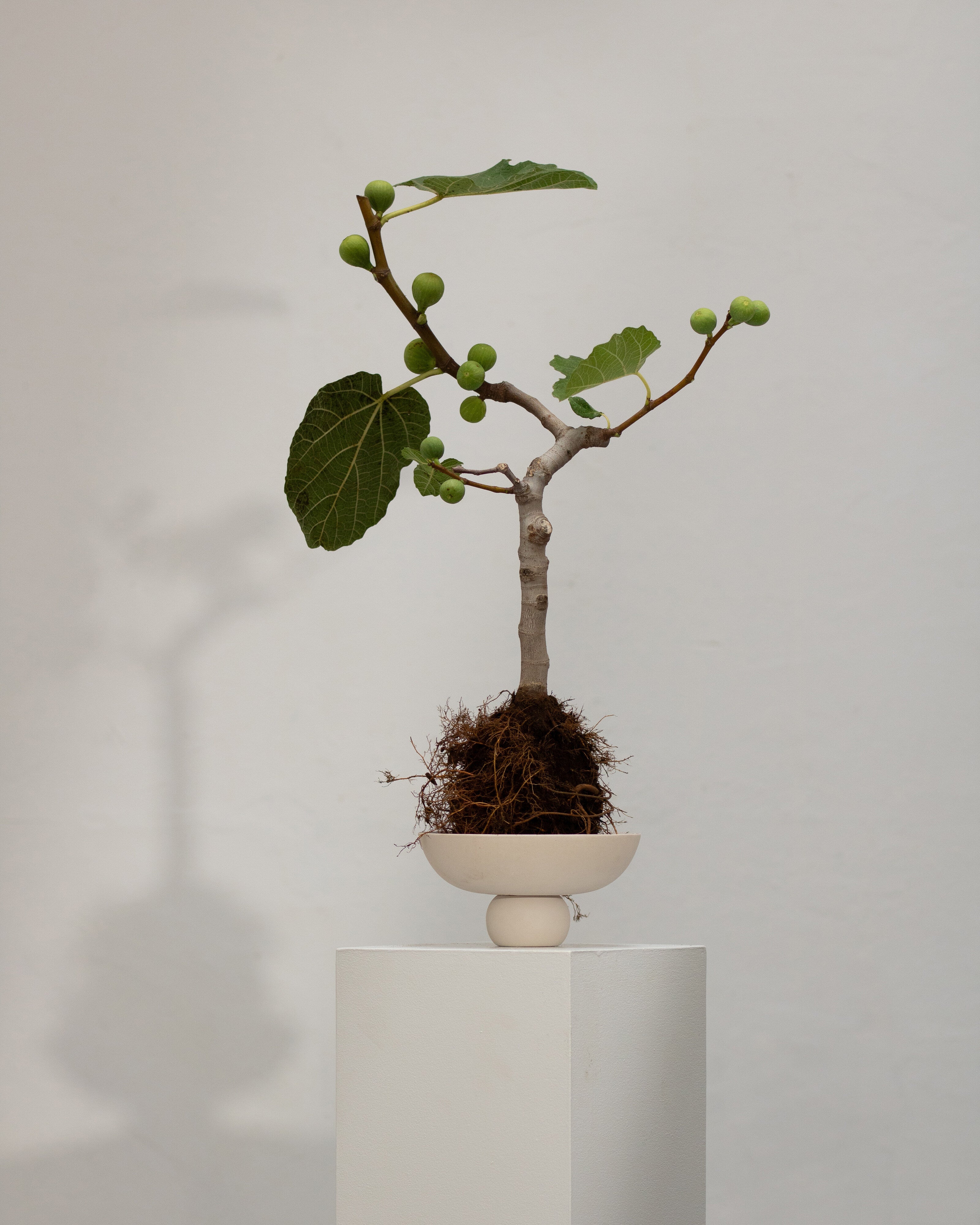 Baburu Bowl, Mini - Birch