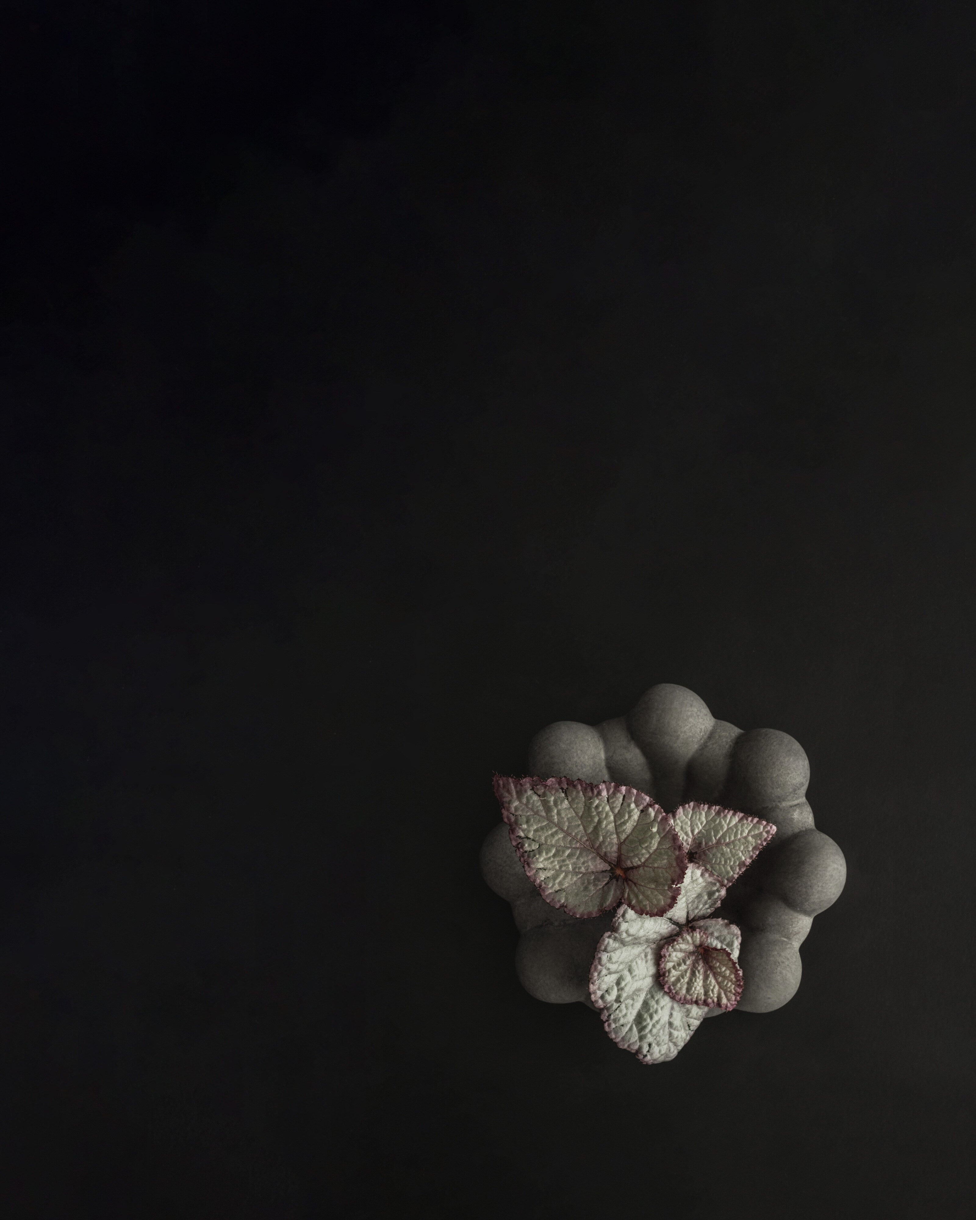 Bloom Tray, Mini - Dark Grey