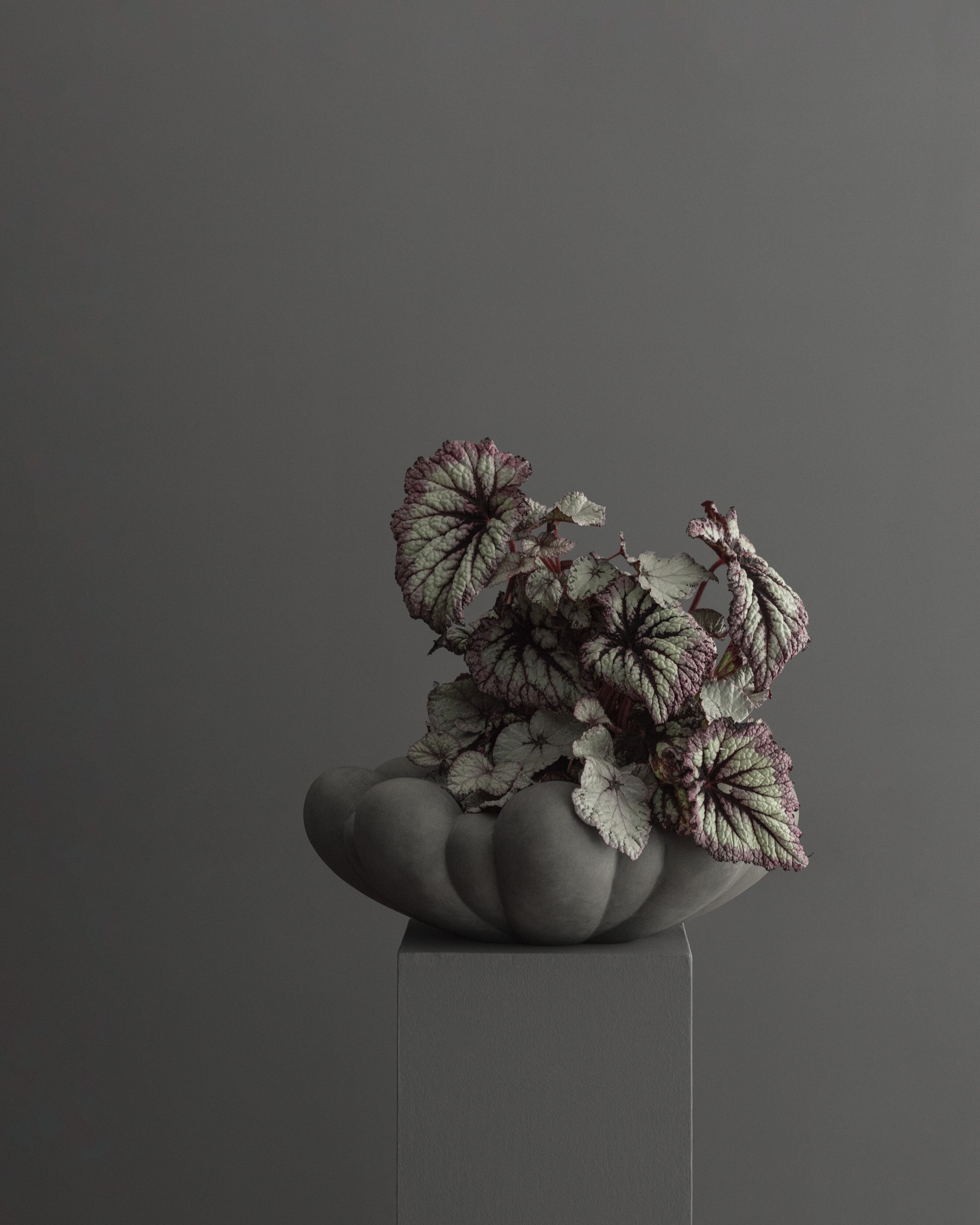 Bloom Tray, Big - Dark Grey